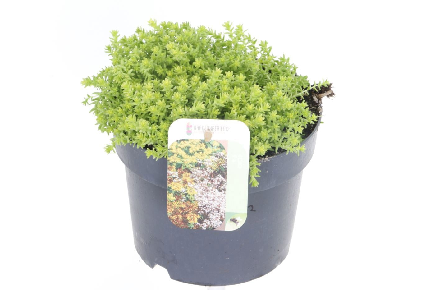 Sedum acre 20cm 17cm Pot
