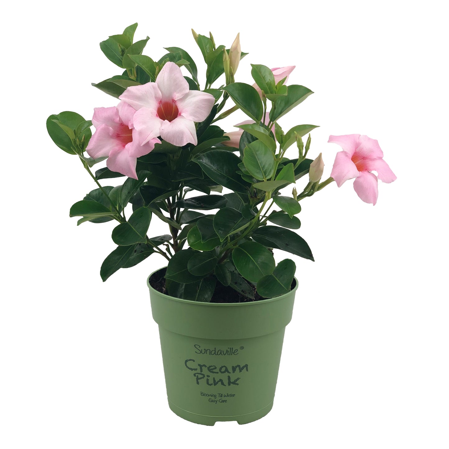 Beauty Plants Mandevilla Cream Pink Pack of 10