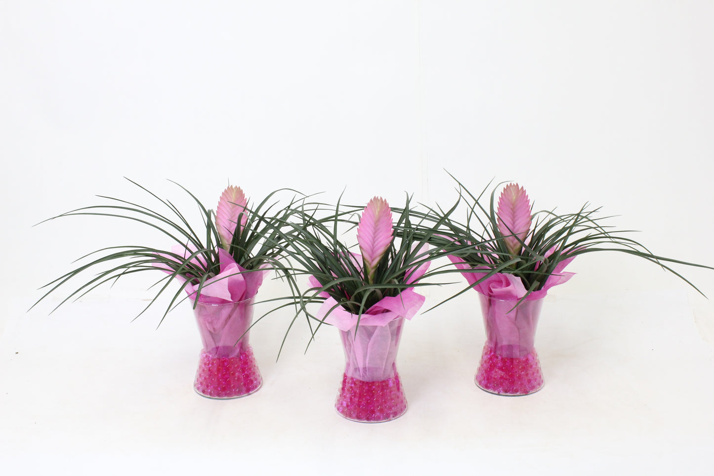 Tillandsia Anita 30cm 14cm Pot