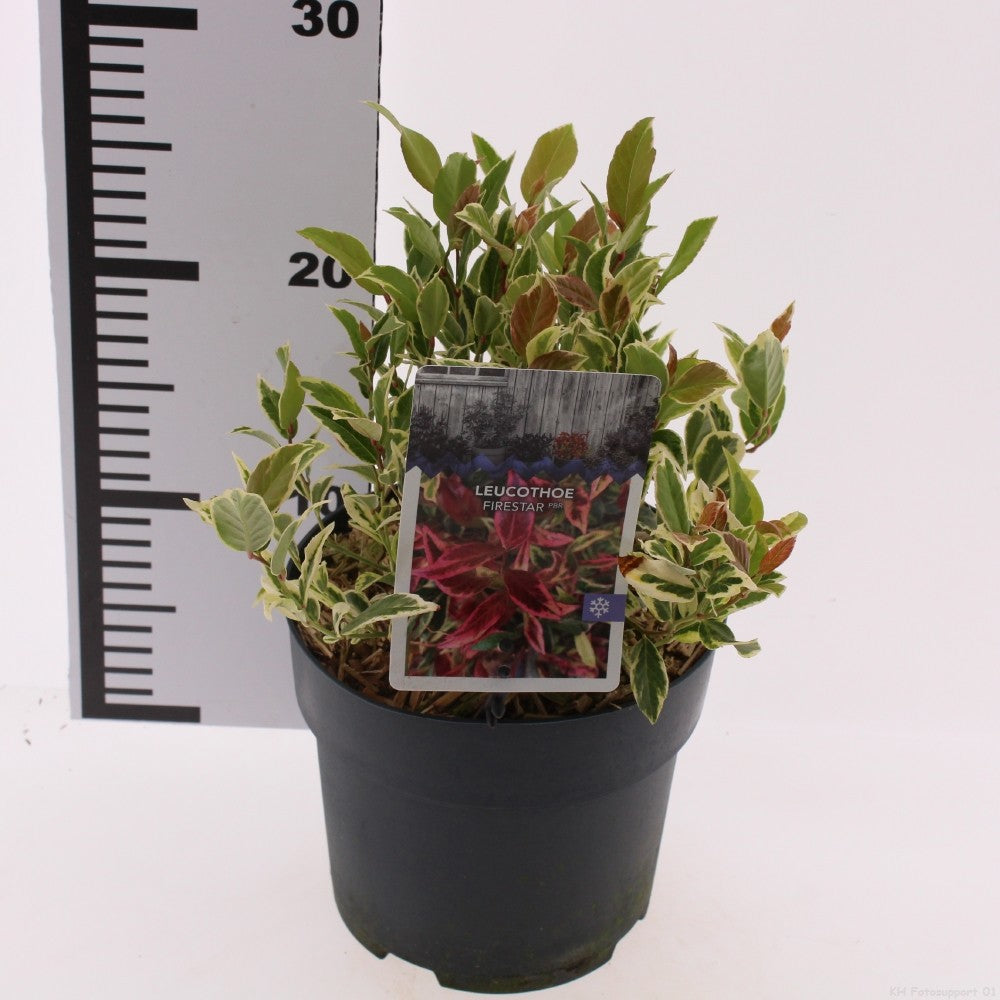 Snepvangers Tuinplanten Leucothoe axillaris Pack of 6