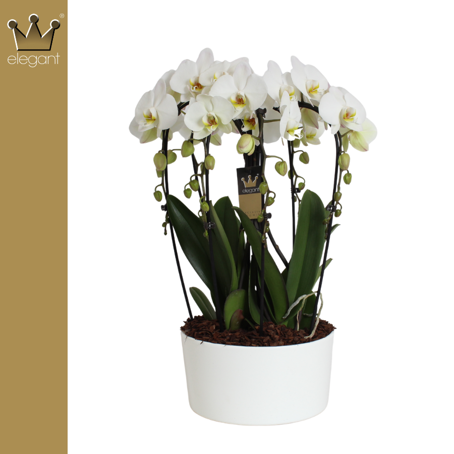 Bernhard New Variety Phalaenopsis white (+ drp.Carly) Pack of 1