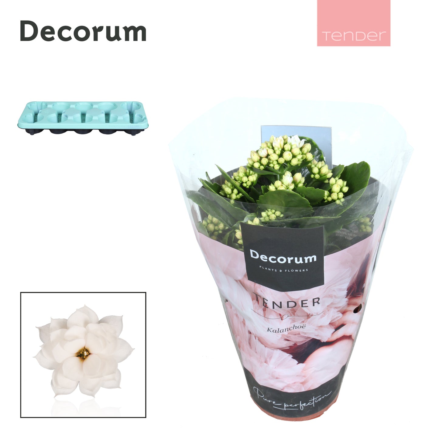 Kalanchoe Serenity Silk 23cm 510cm Pot