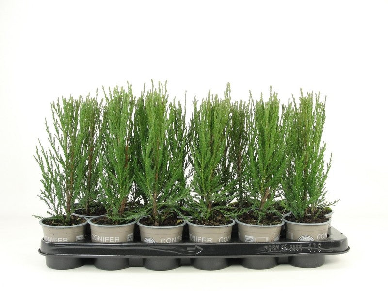 Juniperus Blue Arrow 20cm 9cm Pot