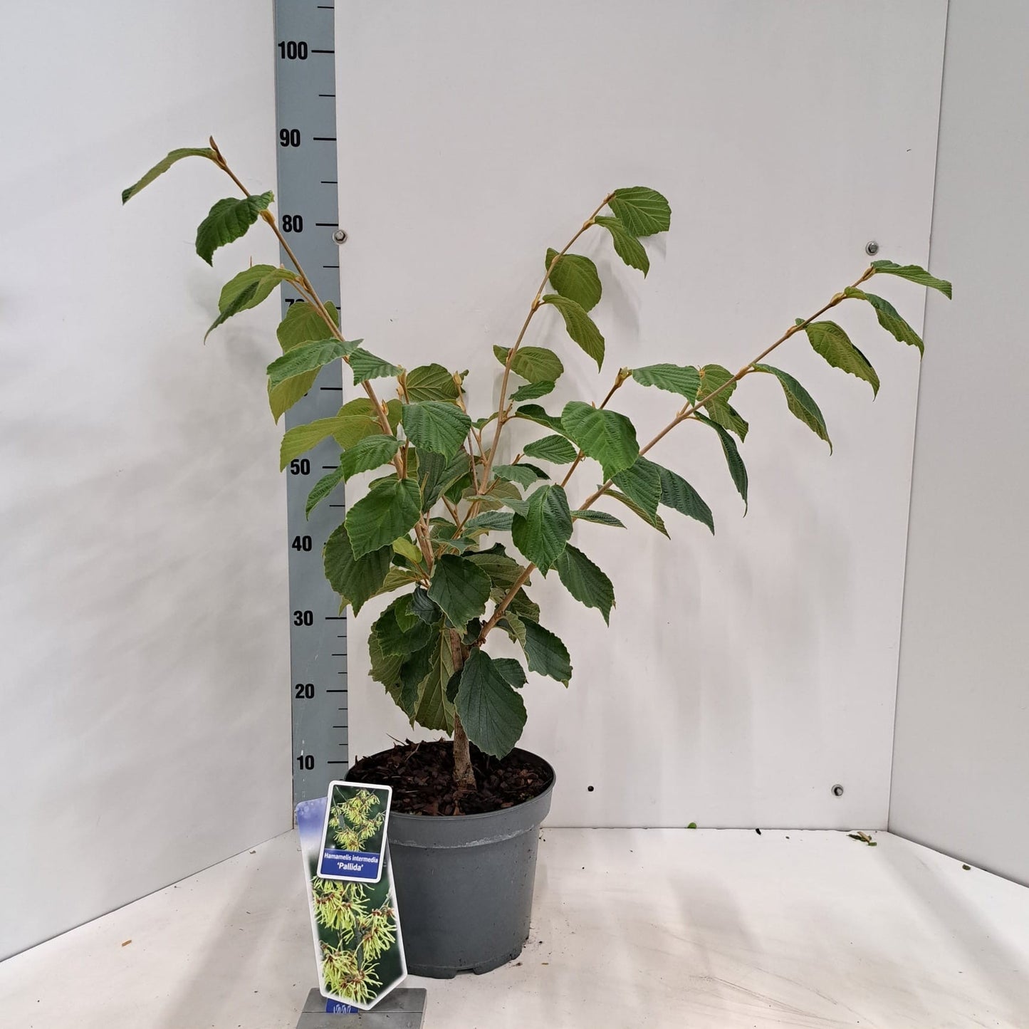 Hamamelis int. Pallida 70cm 23cm Pot