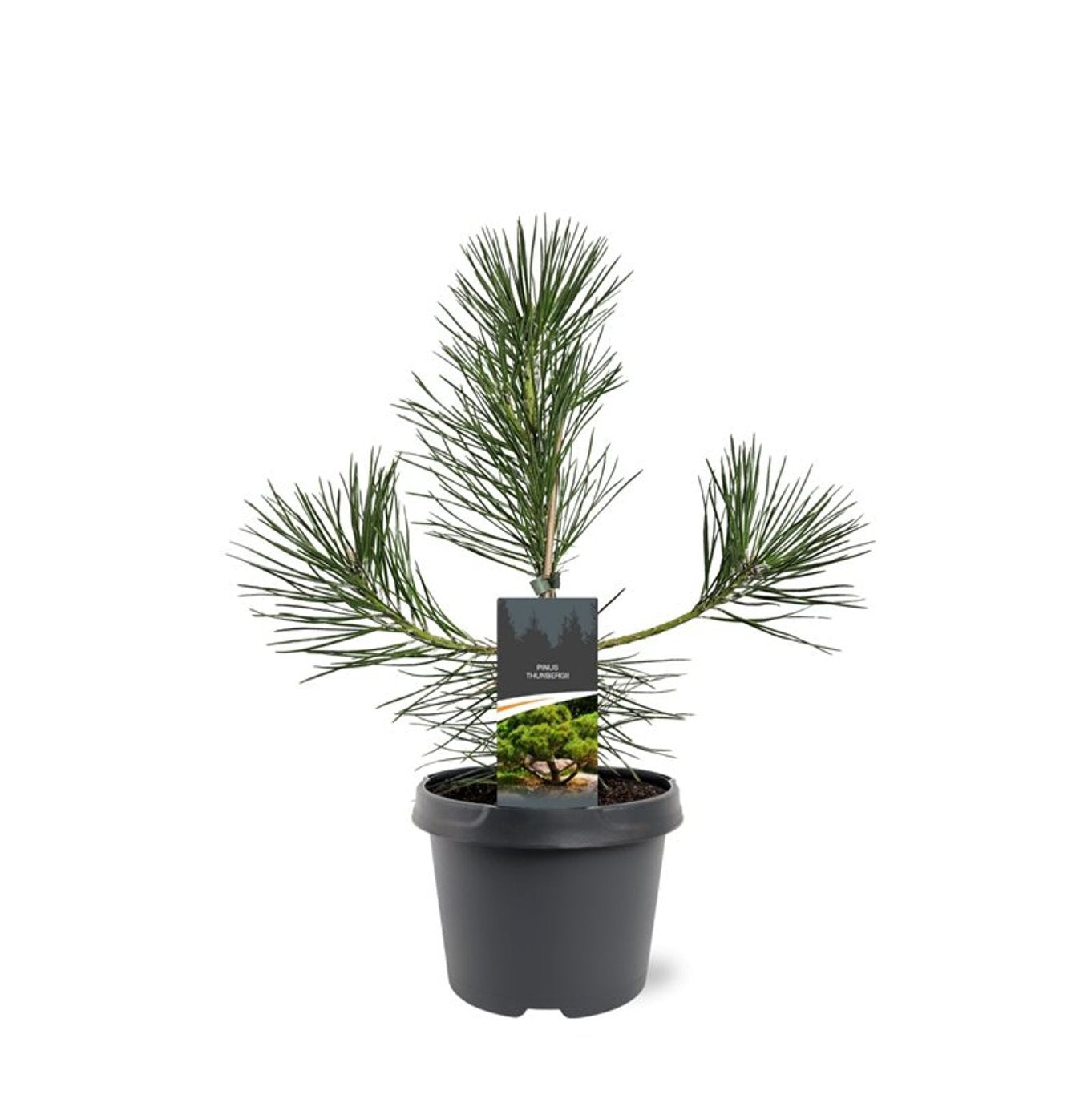 Pinus hybrid 45cm 19cm Pot