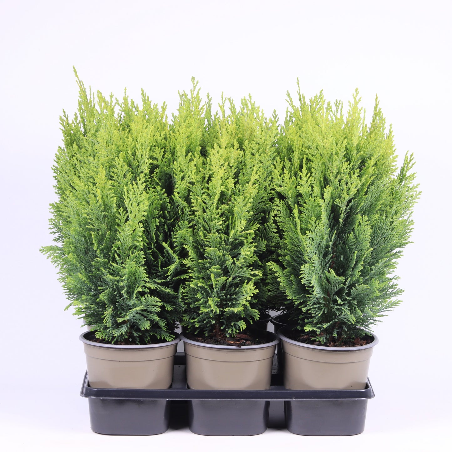Chamaecyparis Ellwood's Empire 45cm 15cm Pot