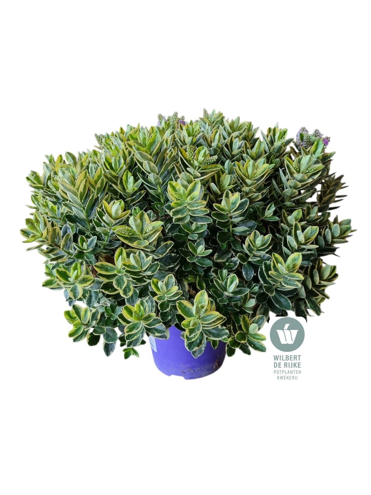 Hebe Queen mix 40cm 23cm Pot