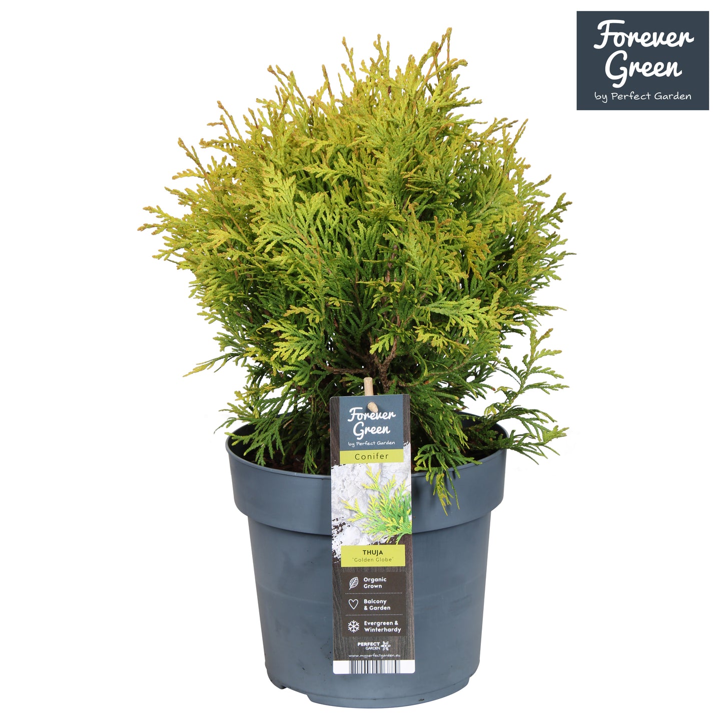 Thuja occidentalis Golden Globe 50cm 19cm Pot