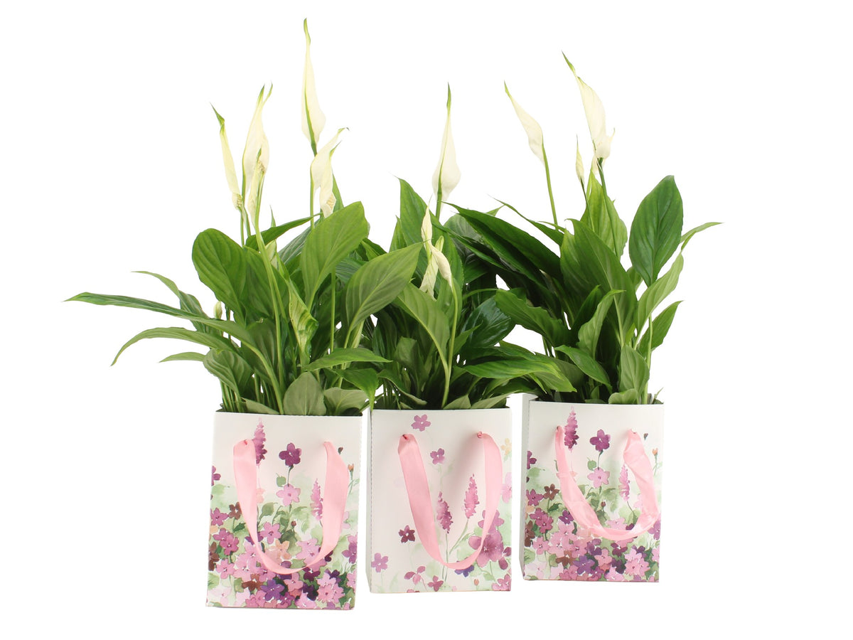 Spathiphyllum Torelli 45cm 12cm Pot