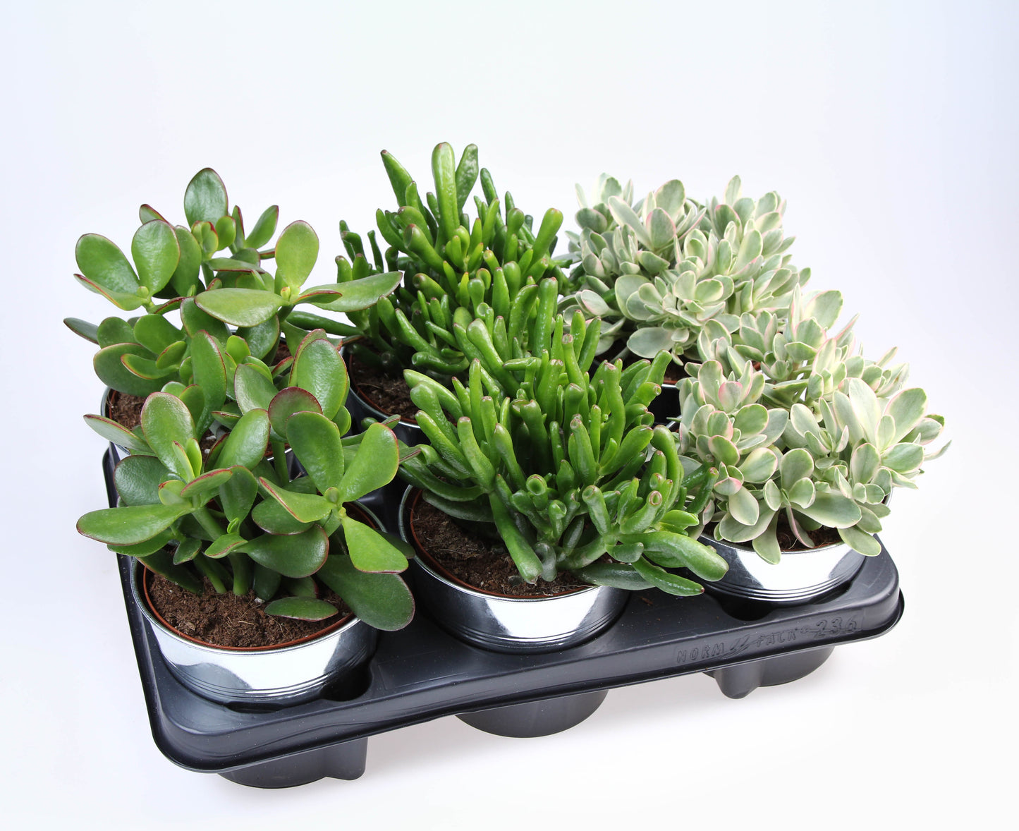 Euro Cactus Holland Bv Crassula mixz in Zinkpot Pack of 6