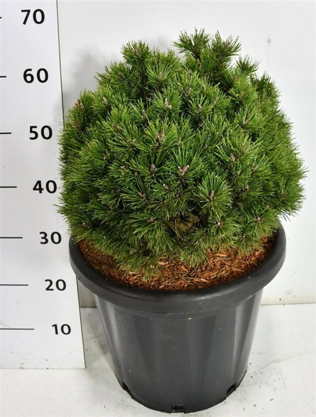 Pinus hybrid 65cm 38cm Pot