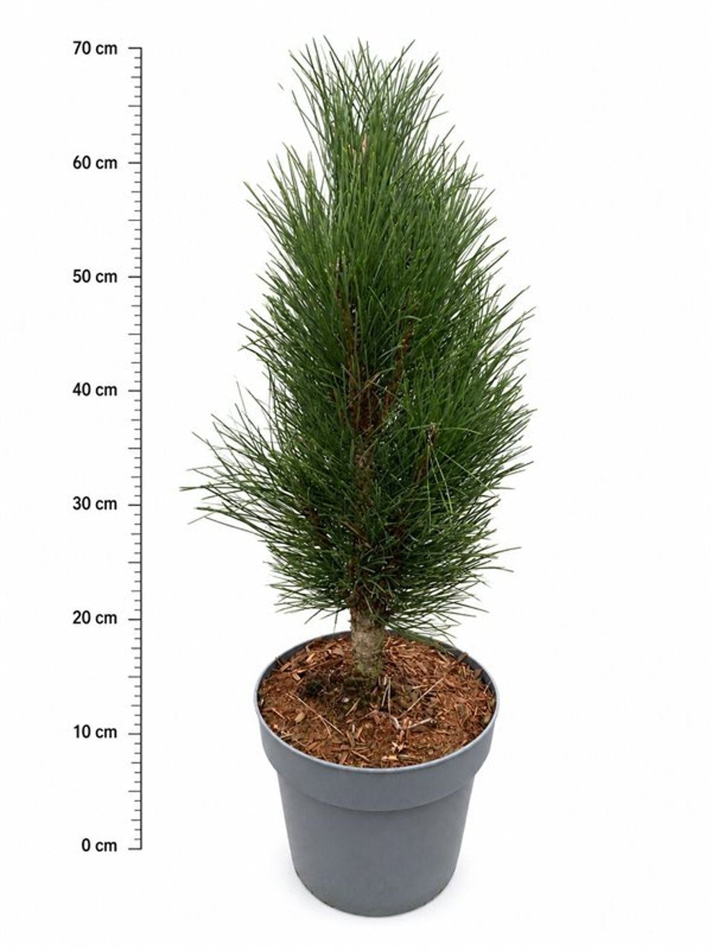 Pinus hybrid 65cm 23cm Pot