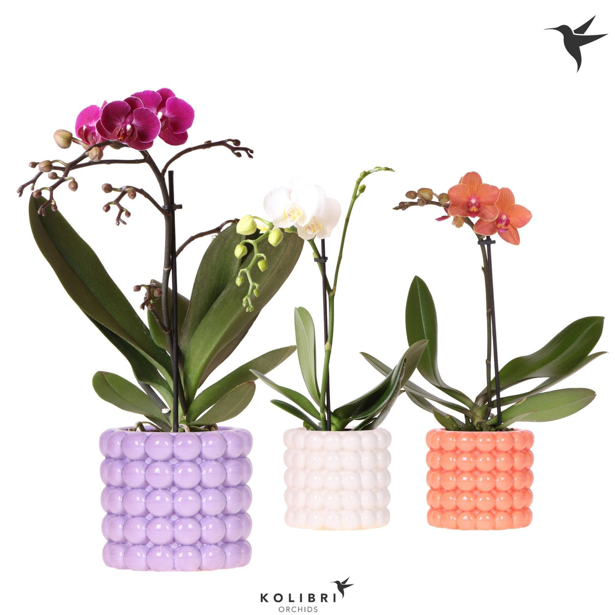 Phalaenopsis mix 40cm 9cm Pot