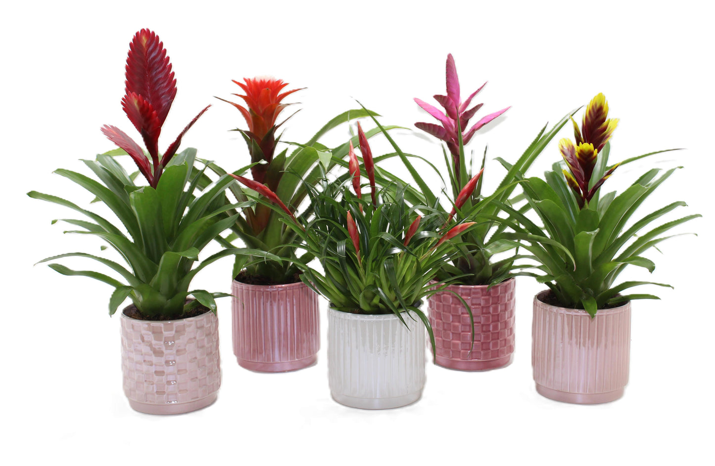 Bromelia mix 45cm 12cm Pot