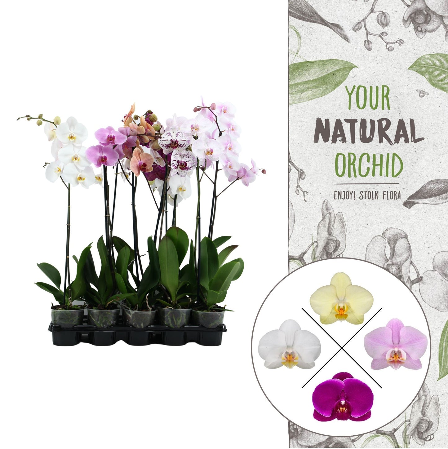 Phalaenopsis mix 75cm 12cm Pot