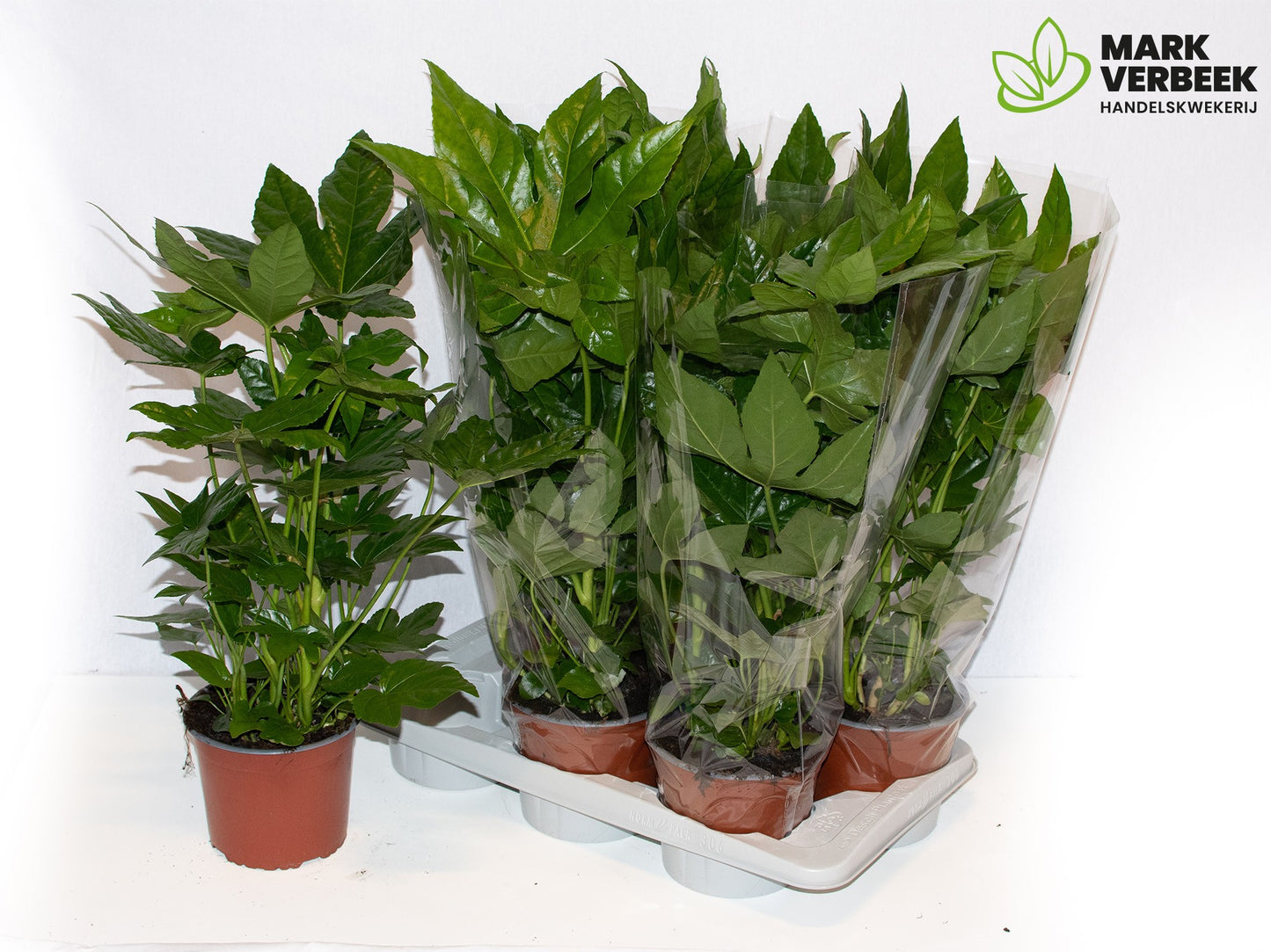 Fatsia japonica 60cm 17cm Pot