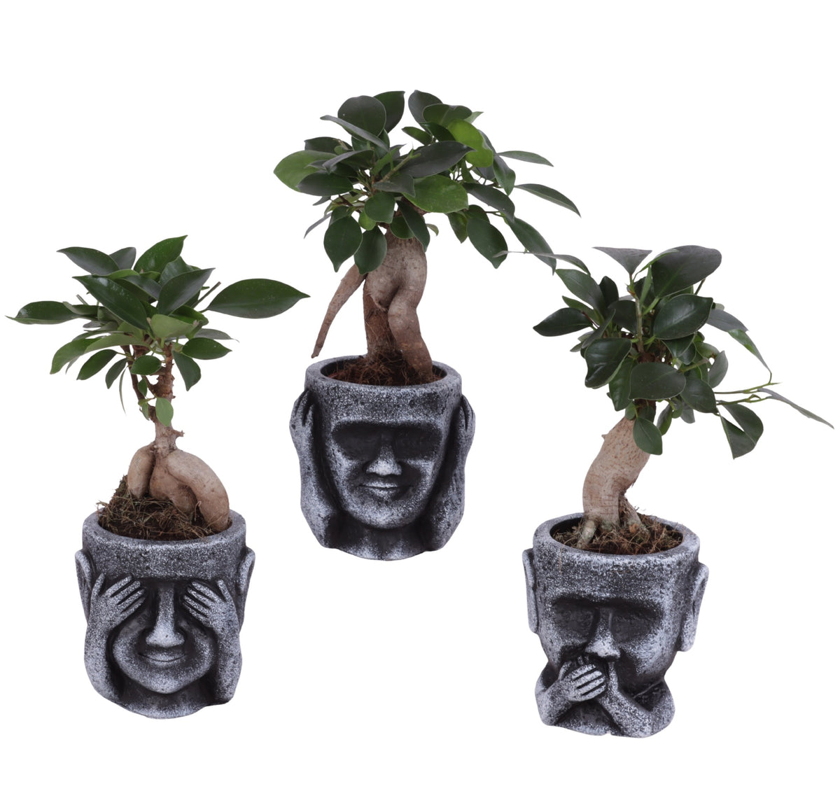 Ficus Ginseng 25cm 9cm Pot