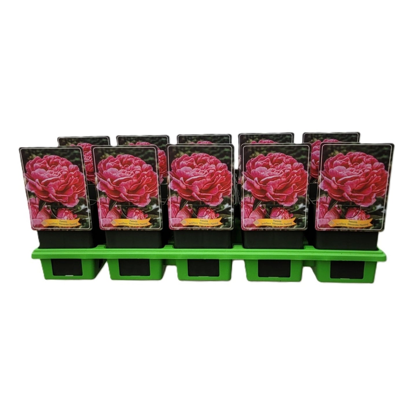 Paeonia Alexander Fleming 25cm 11cm Pot