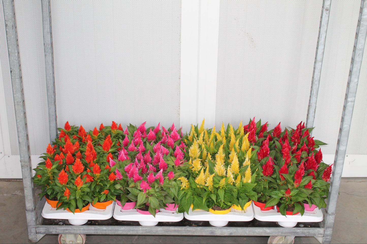 Celosia Kelos Fire mix 30cm 12cm Pot