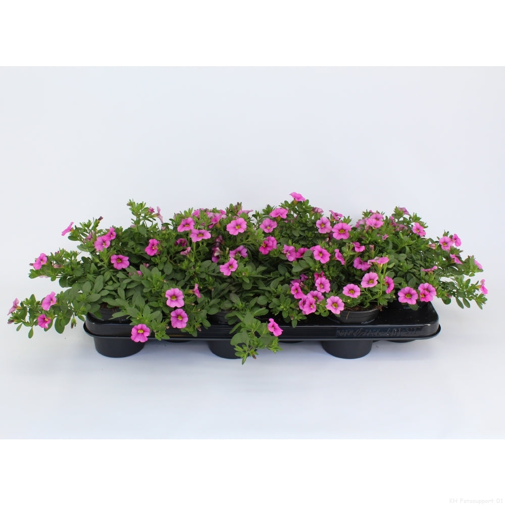 Calibrachoa Minifamous Pink 20cm 510cm Pot