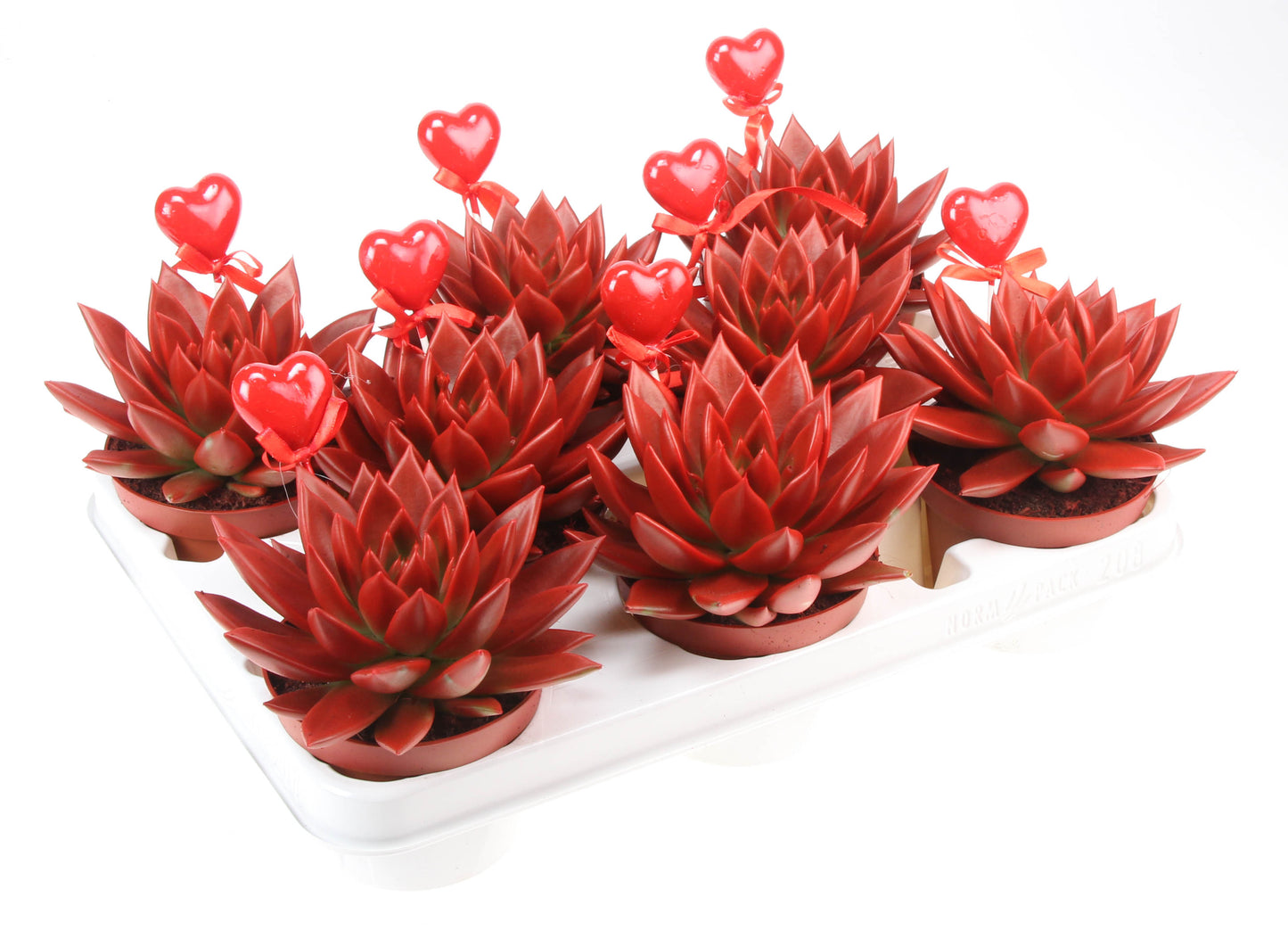 Miranda rood+hartje 12cm 10.5cm Pot