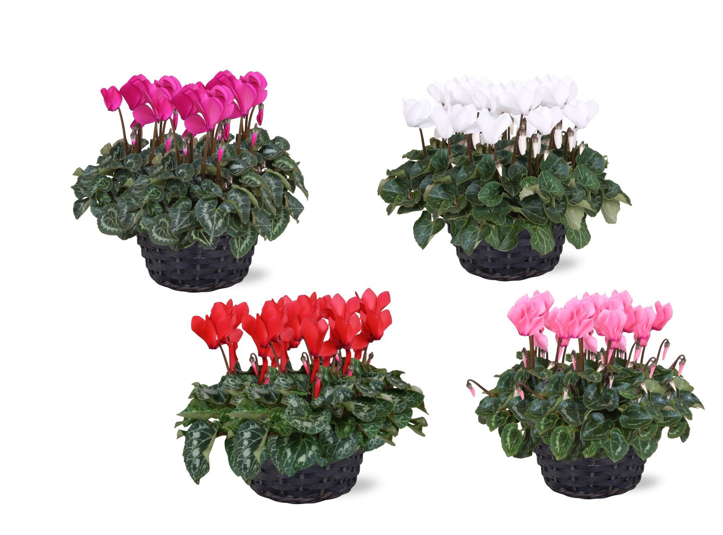 Cyclamen Allure 30cm 21cm Pot