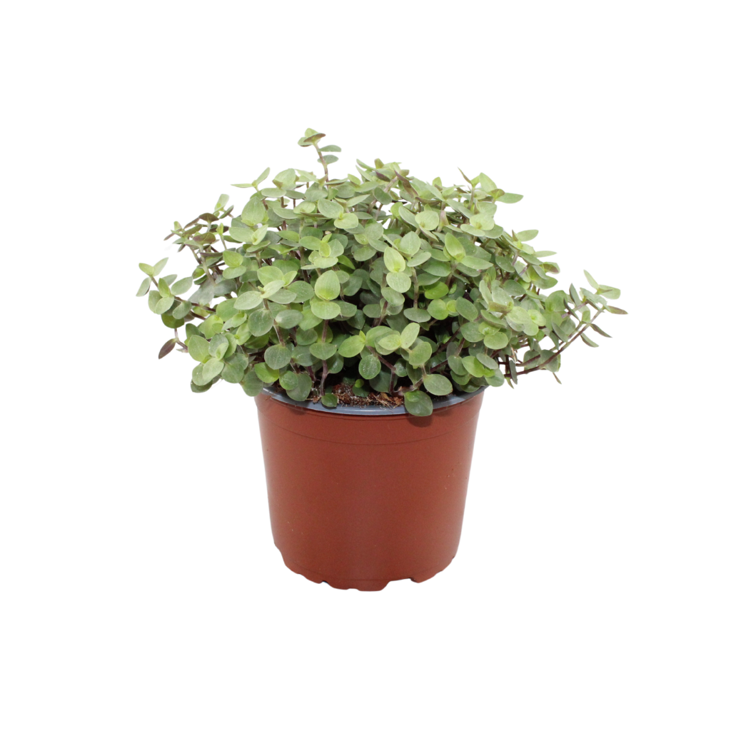Callisia repens 17cm 12cm Pot