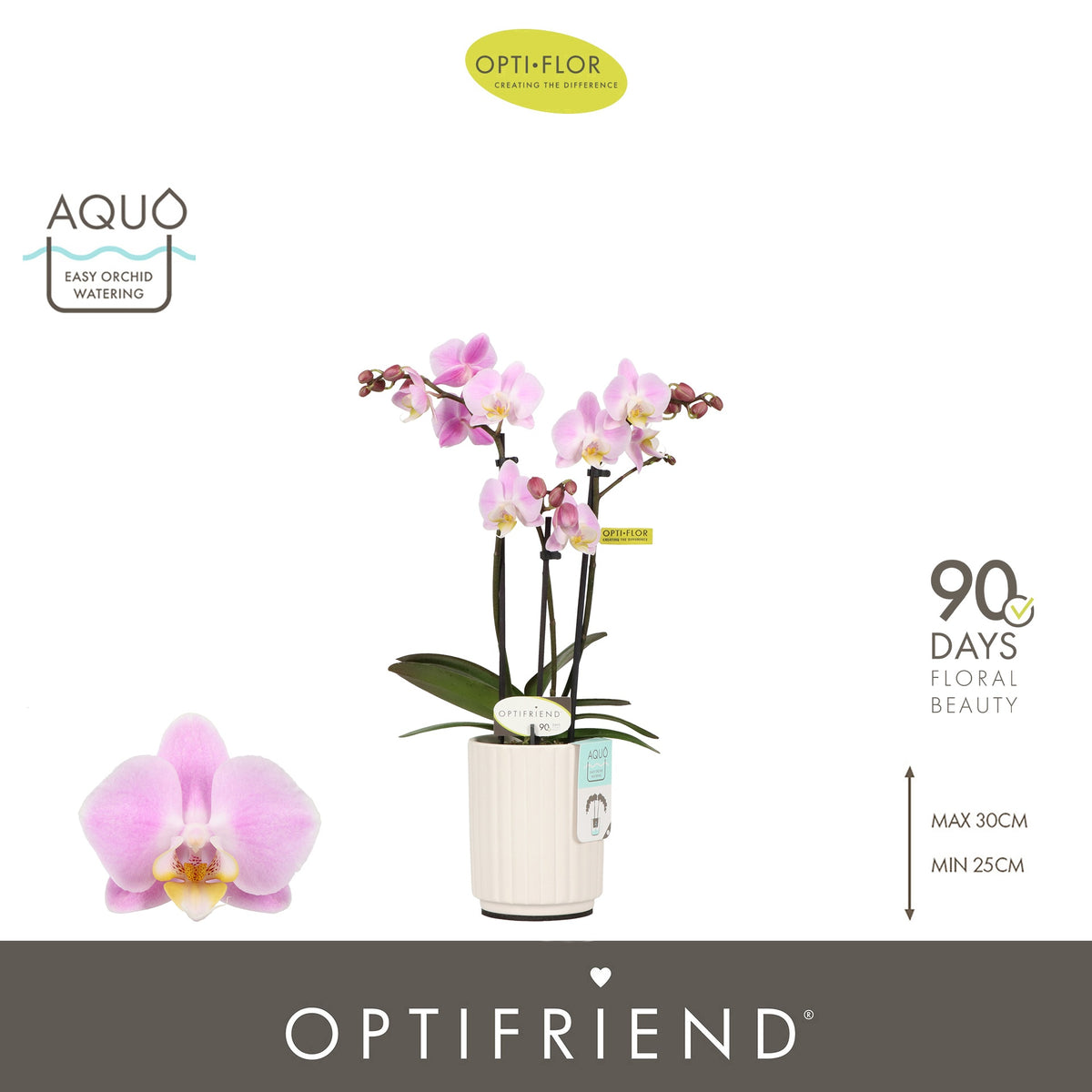 Phalaenopsis pink 25cm 7cm Pot