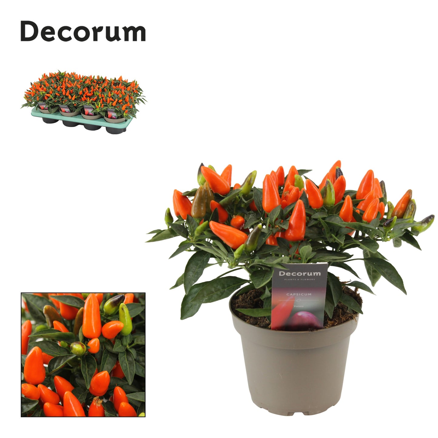 Berg, Firma P. van den Capsicum ann. Torero Orange Pack of 8