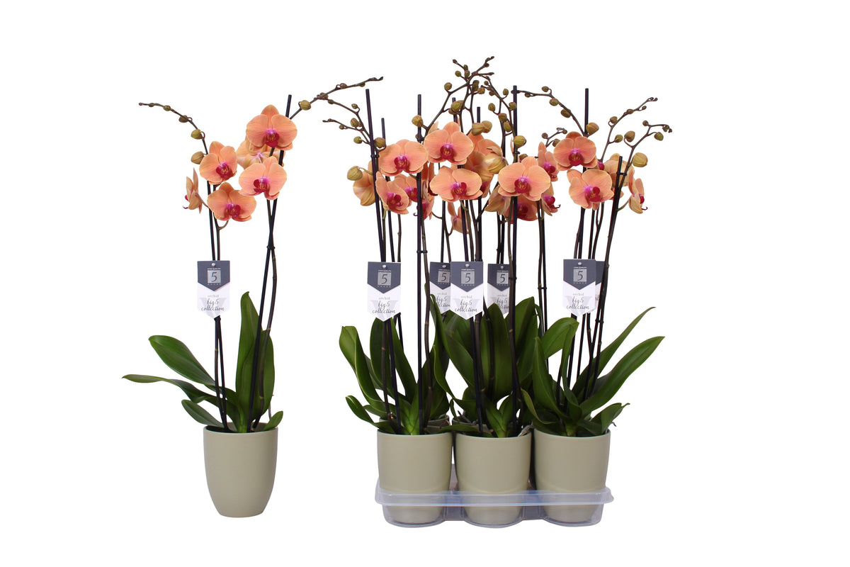 Phalaenopsis Caribbean Dream 70cm 12cm Pot