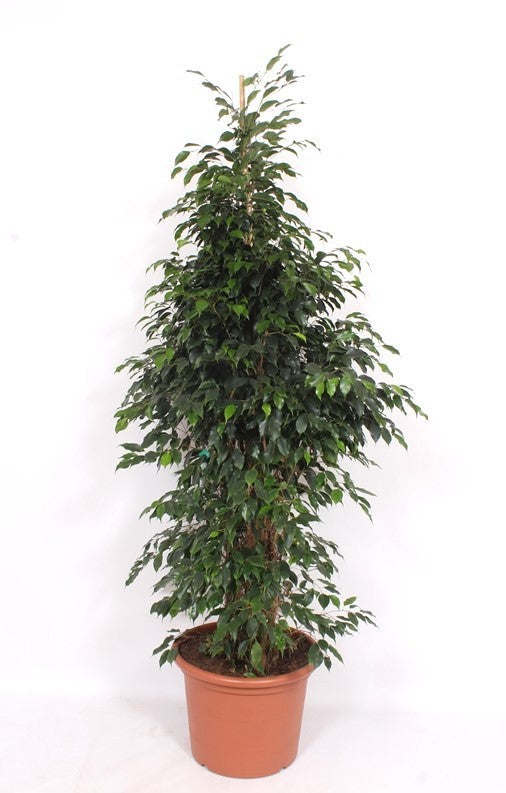 Ficus benjamina Danielle 190cm 50cm Pot