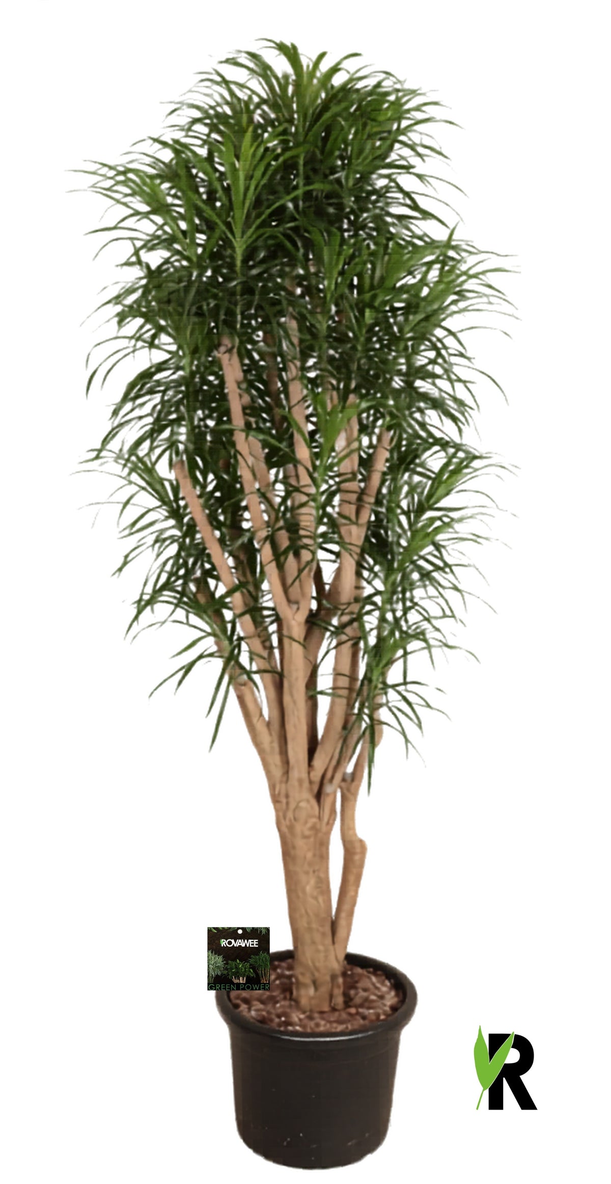 Dracaena ref. Anita 220cm 45cm Pot