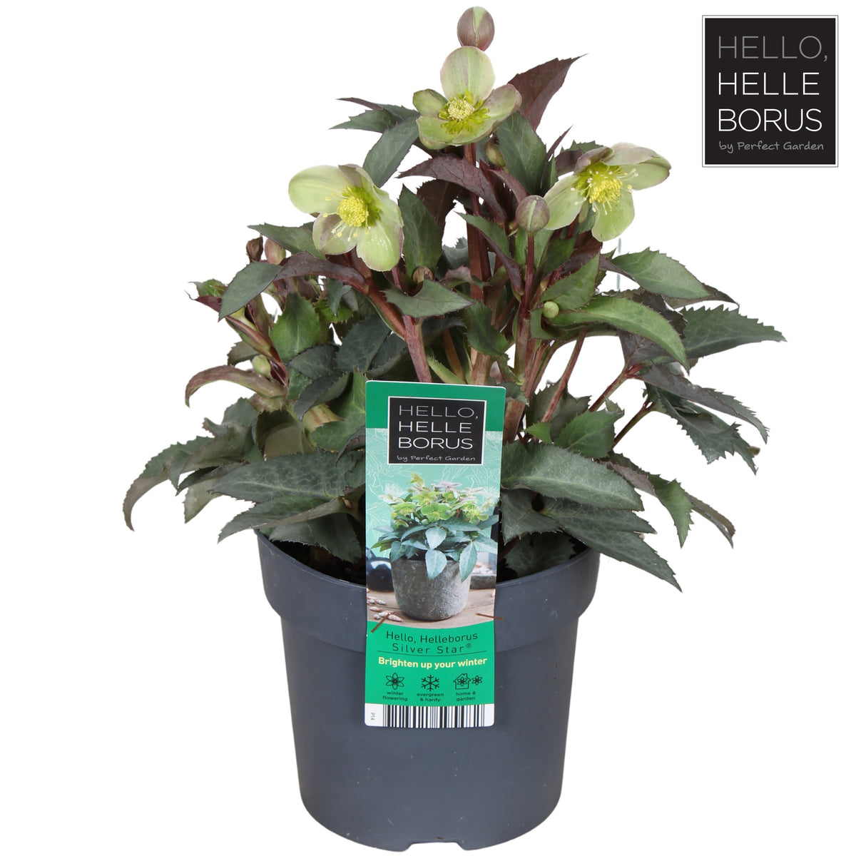 Helleborus sternii 30cm 14cm Pot