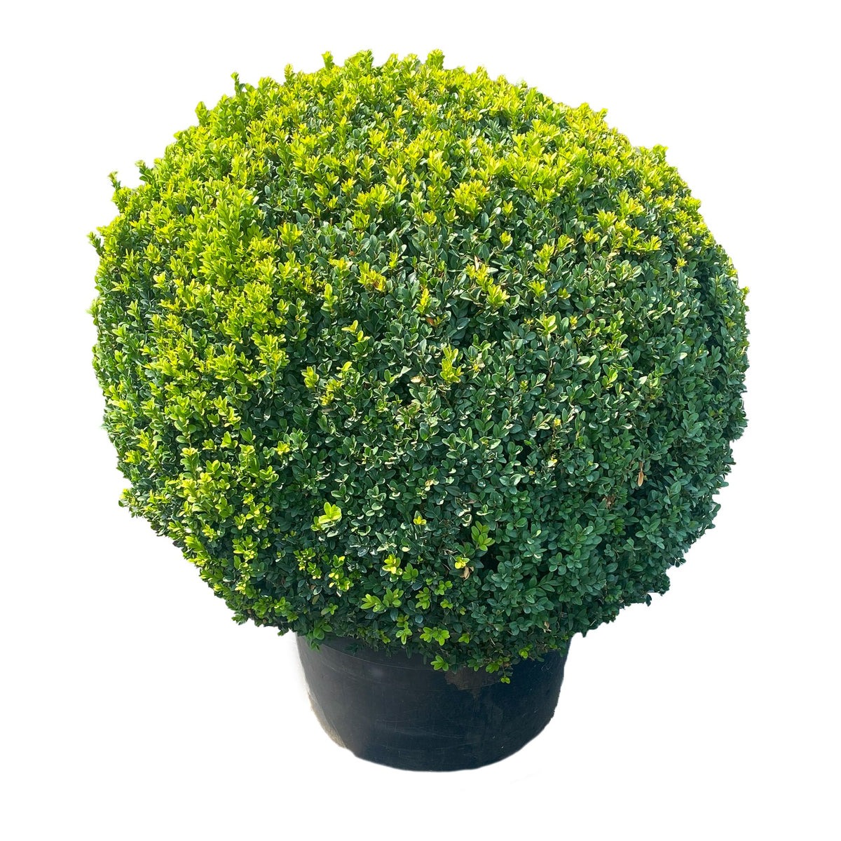 Buxus sempervirens ball 105cm 50cm Pot