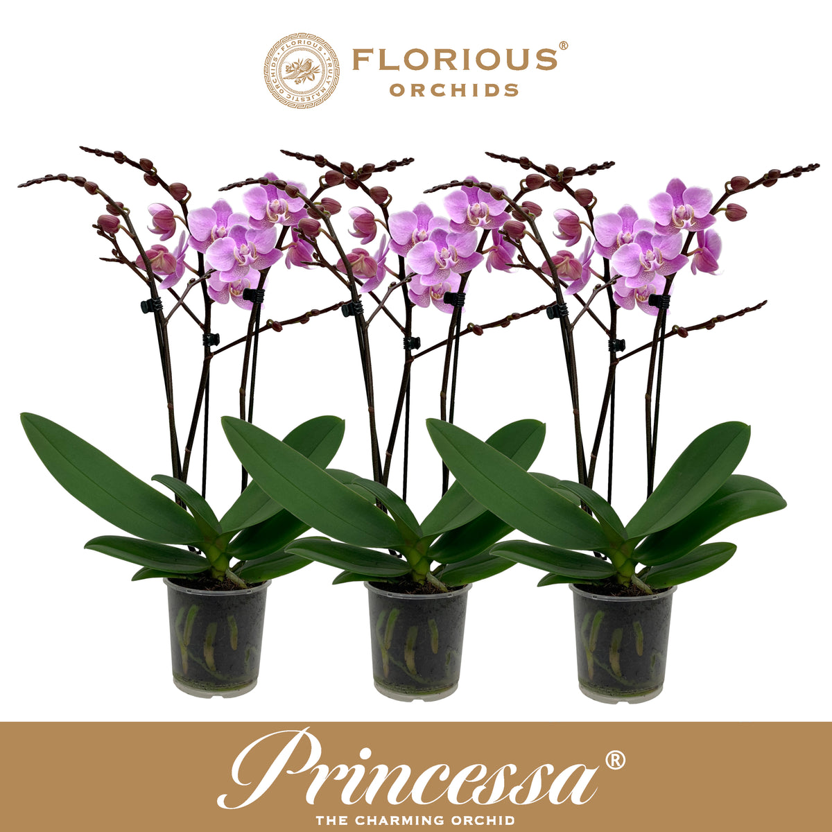 Phalaenopsis pink 40cm 9cm Pot