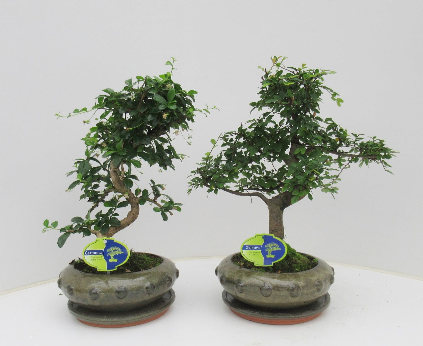 Lodder Bonsai BV Bonsai mix Pack of 2
