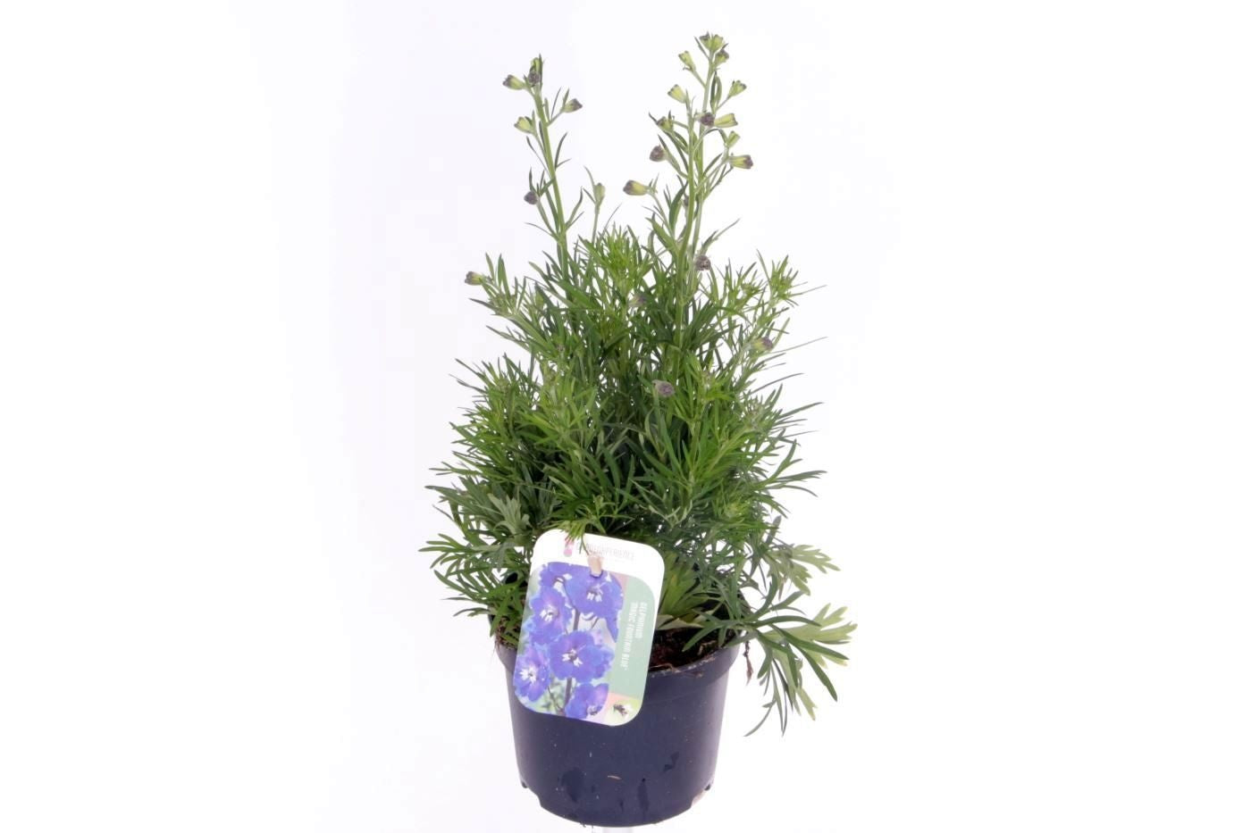 Delphinium gran. Delfix Blue 35cm 13cm Pot