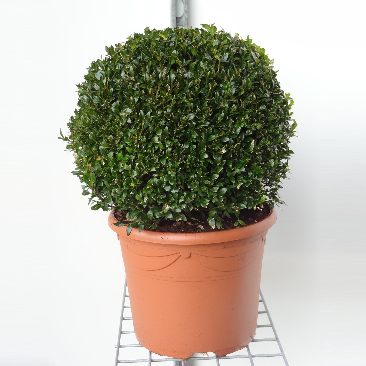 Buxus sempervirens ball 55cm 26cm Pot