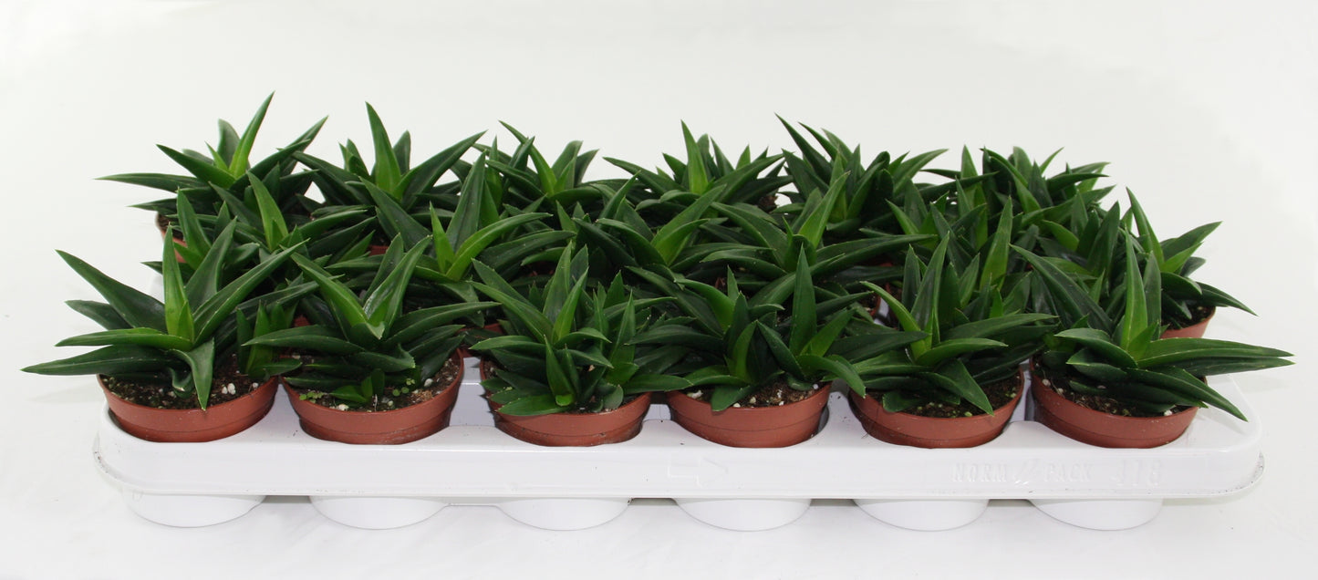 Haworthia West Jogoo 15cm 8.5cm Pot