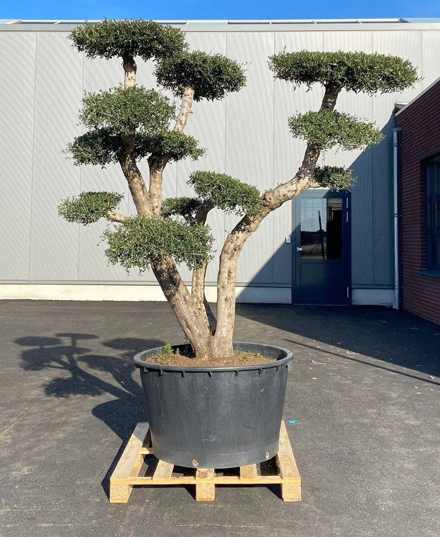 Olea europaea 240cm 90cm Pot
