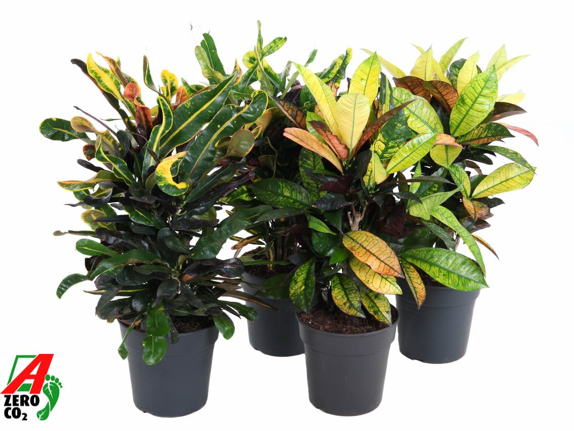 Codiaeum mix 60cm 19cm Pot