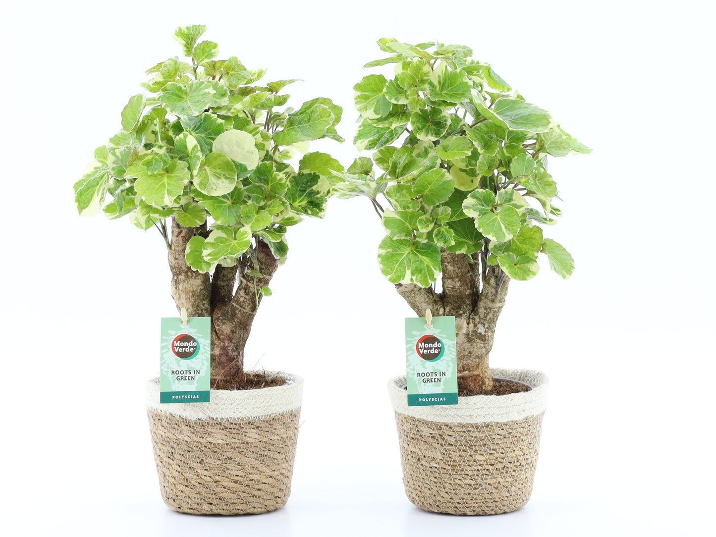 Polyscias scut. Balfourii 40cm 14cm Pot