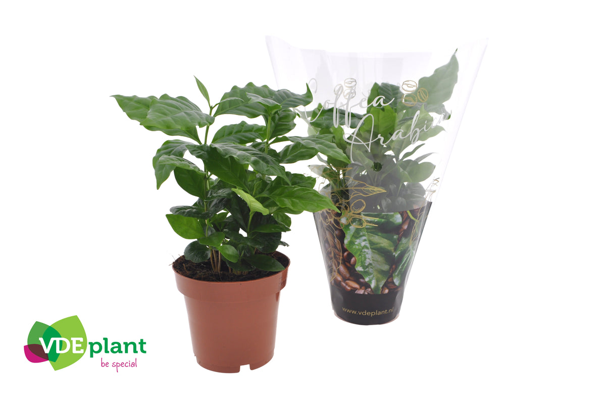Coffea arabica 25cm 12cm Pot