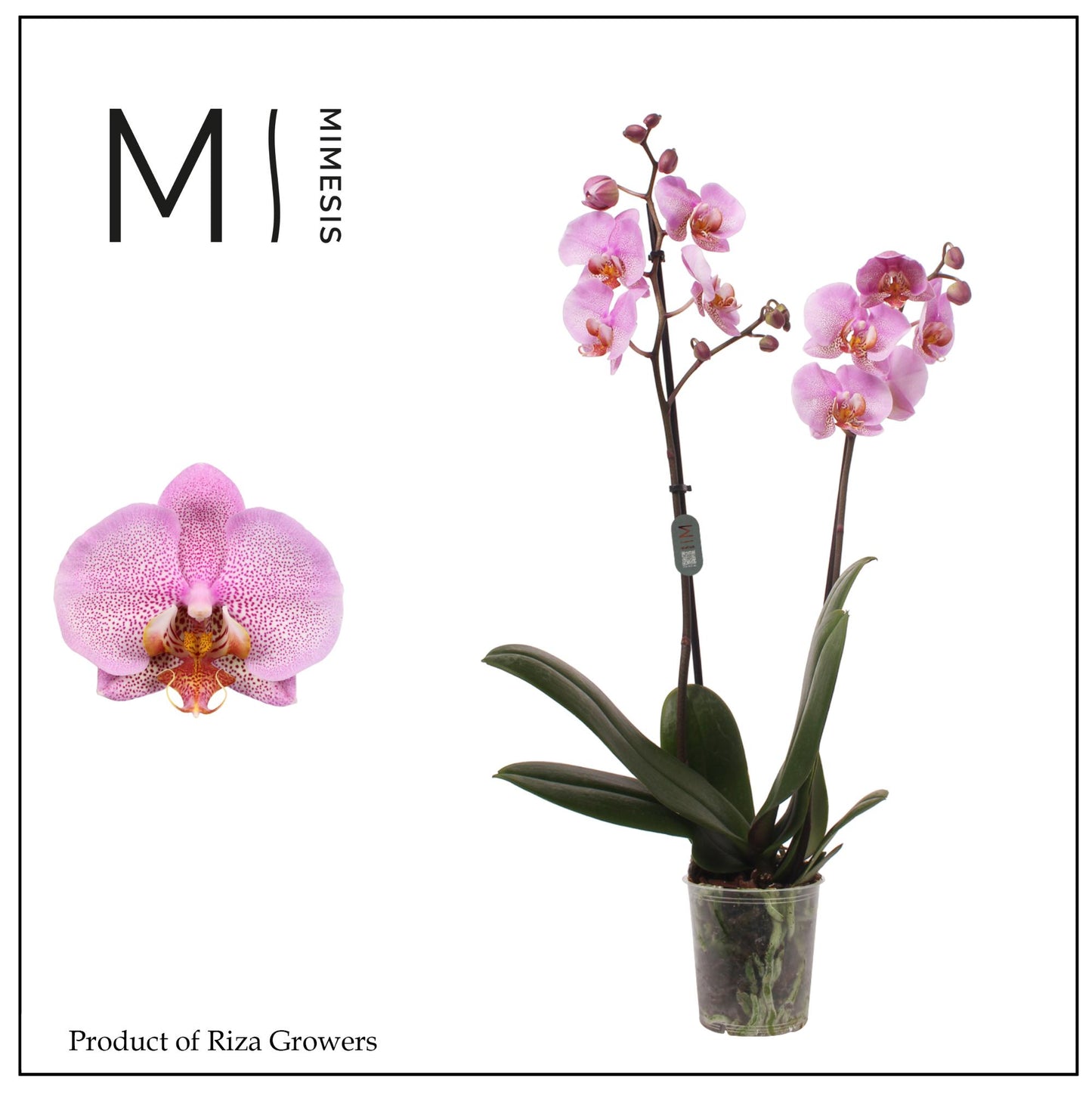 Riza Ter Laak Orchios Phalaenopsis Formation Pack of 10