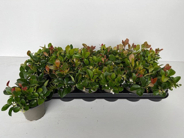 Boomkw. R. Wijsman VOF Gaultheria procumbens Pack of 18