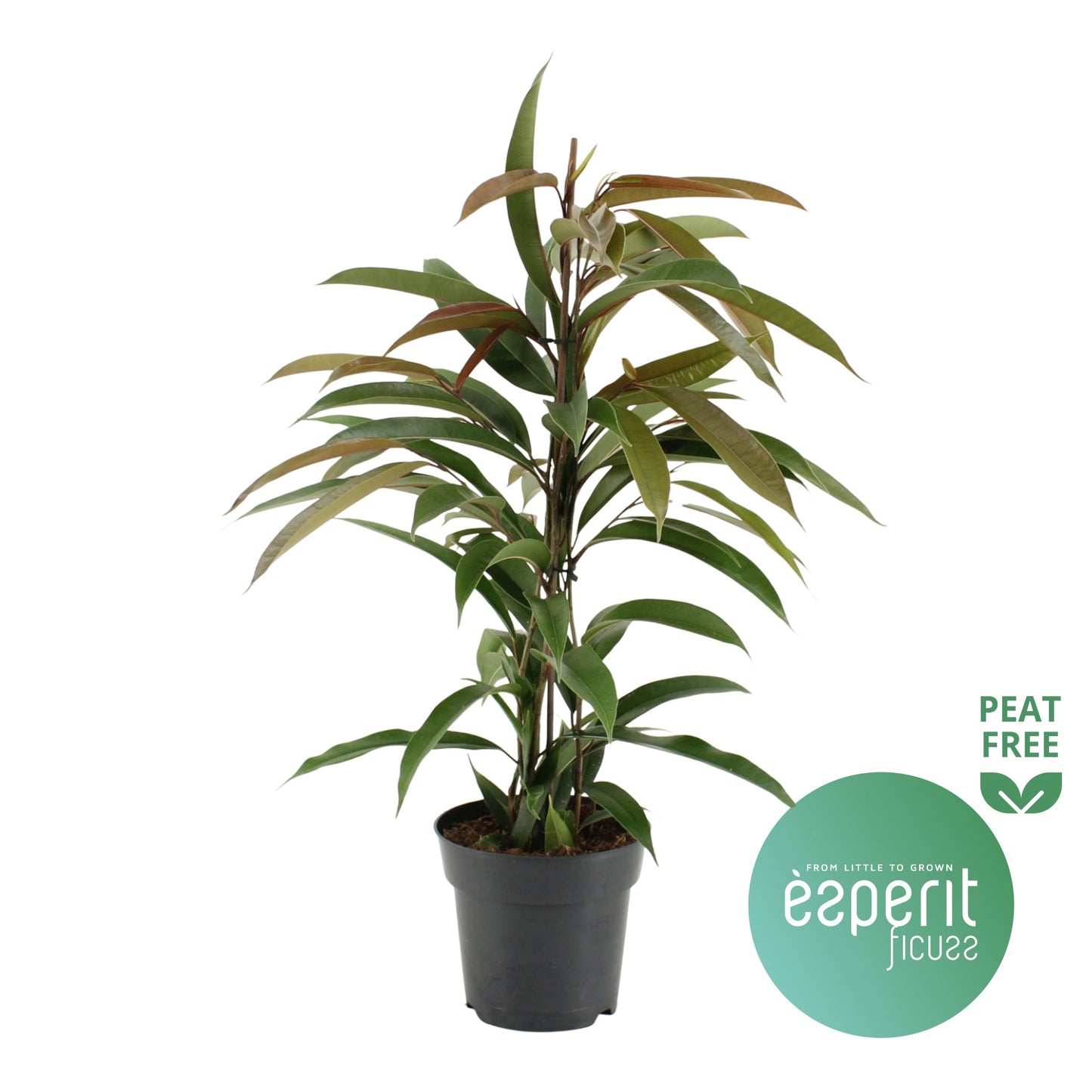 Ficus Amstel King 70cm 17cm Pot