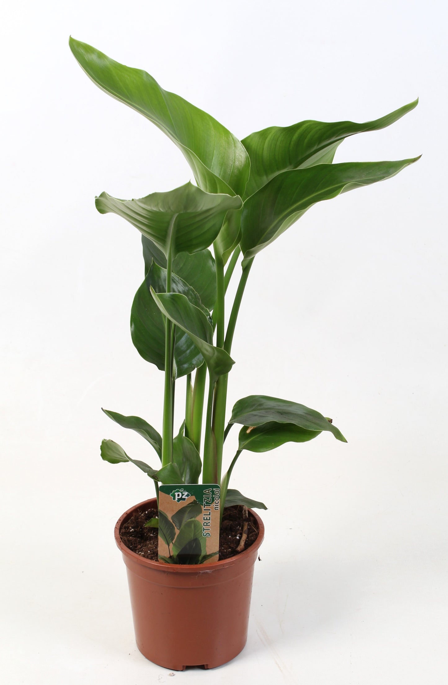 PZ Planten Strelitzia nicolai Pack of 8