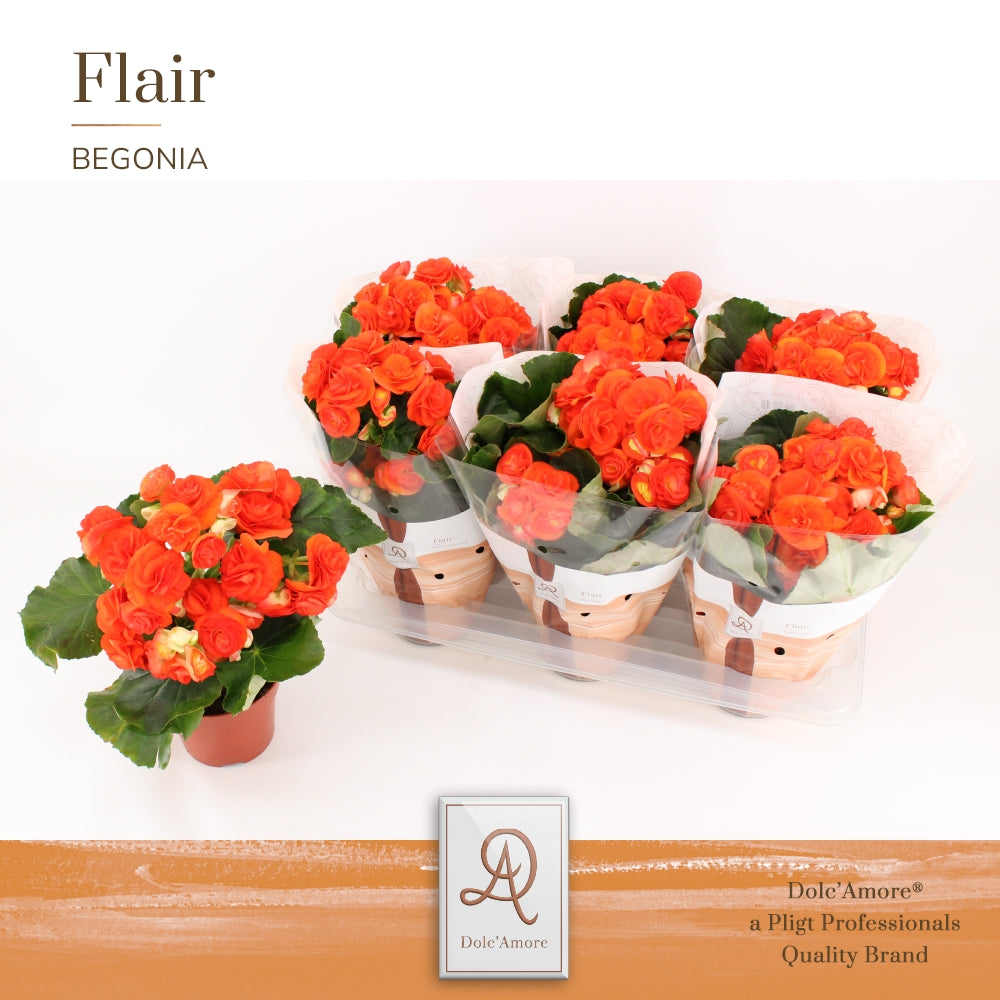 Begonia Mocca Orange 31cm 14cm Pot