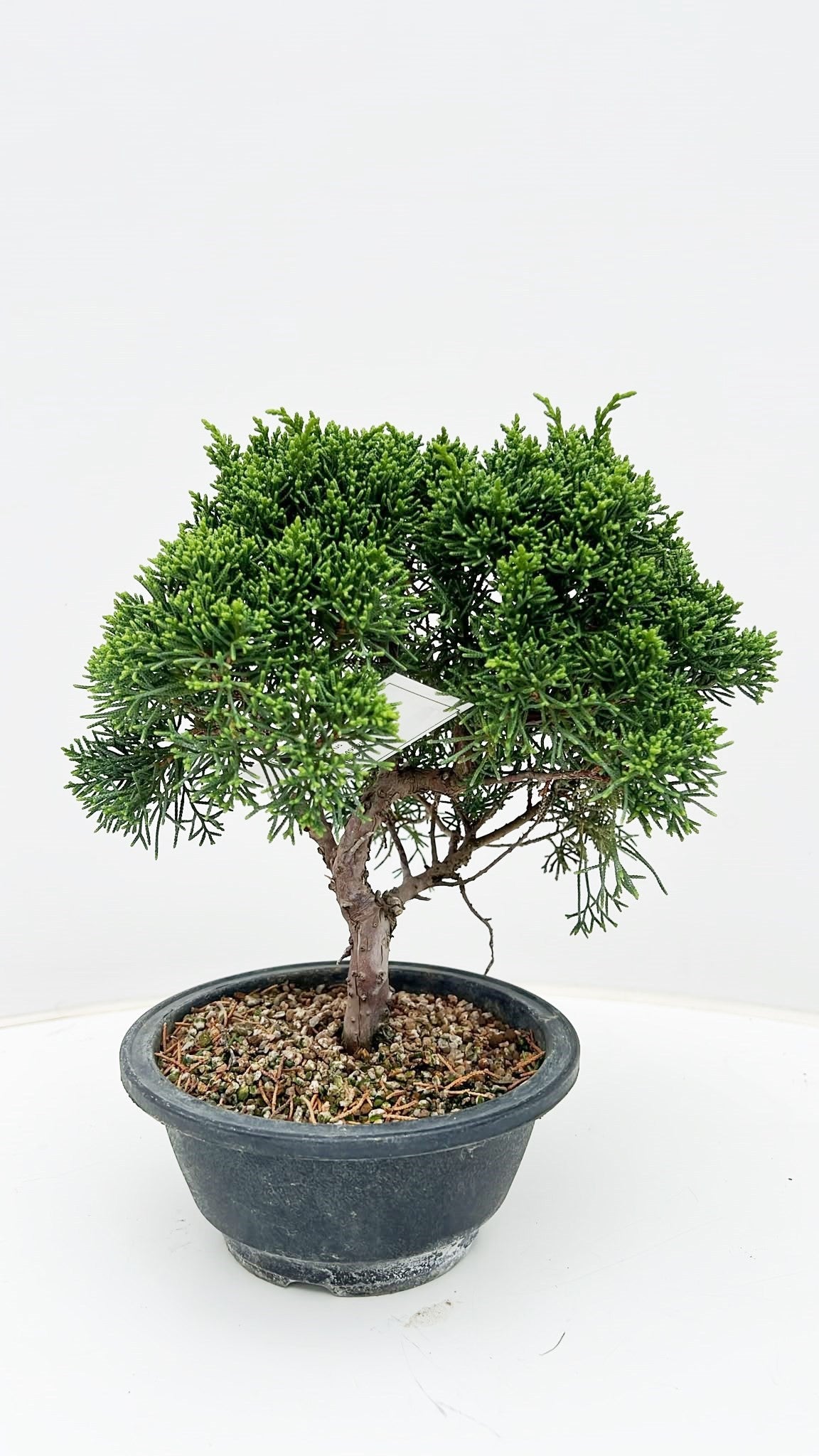 Juniperus chinensis 30cm 16cm Pot