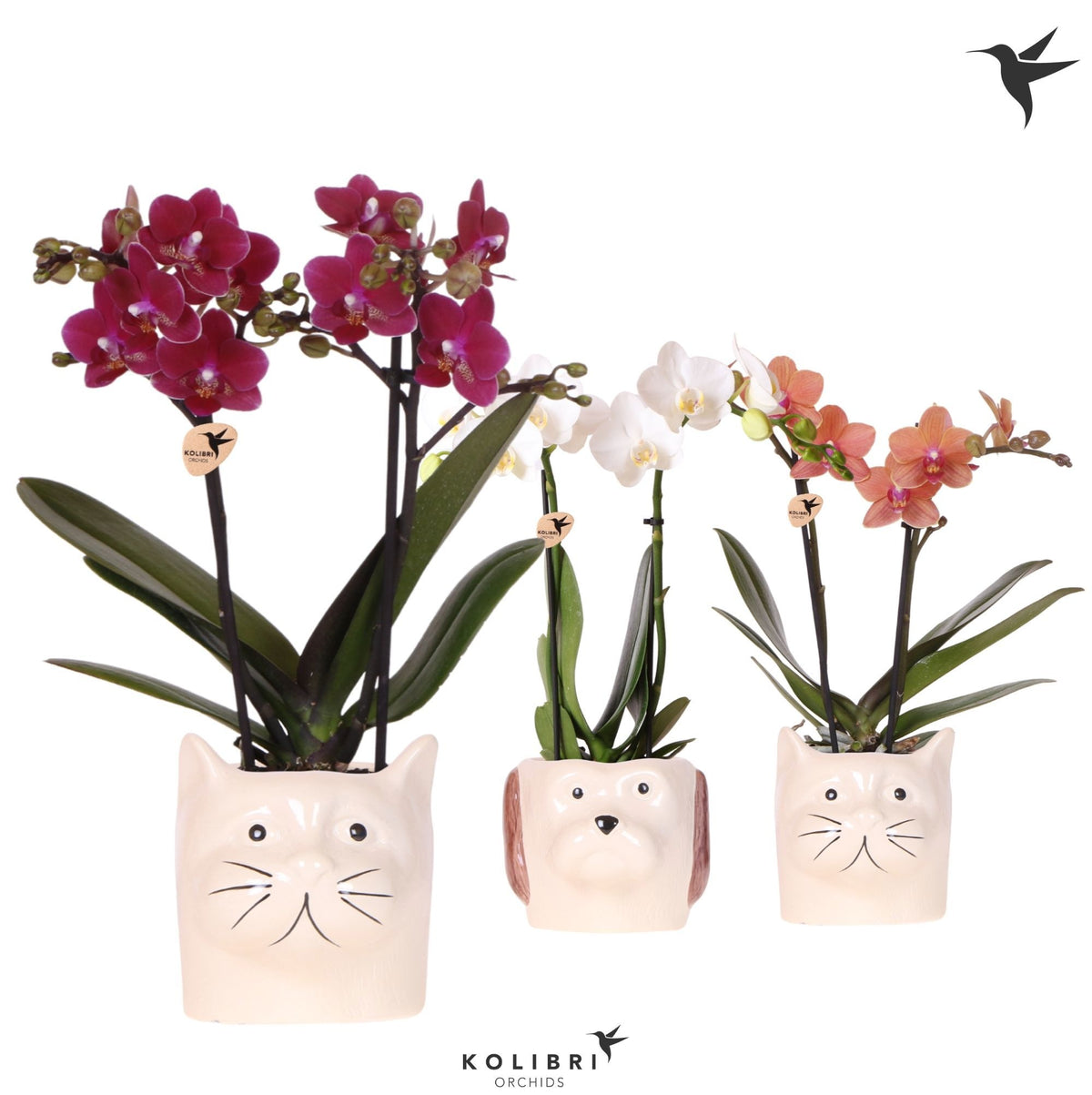 Phalaenopsis mix 40cm 9cm Pot